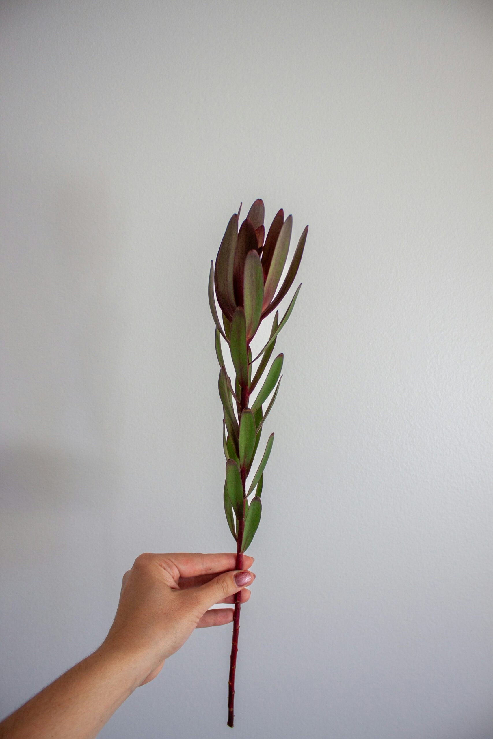 hailey-wagner-O0oGs_os13Q-unsplash