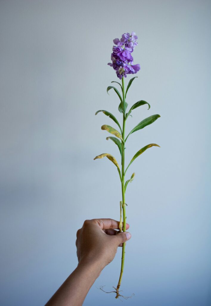 steffi-pereira-WxXITAxzZ_c-unsplash